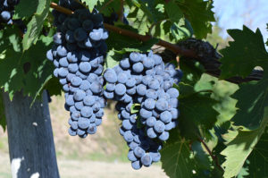 sangiovese-grosso-grapes